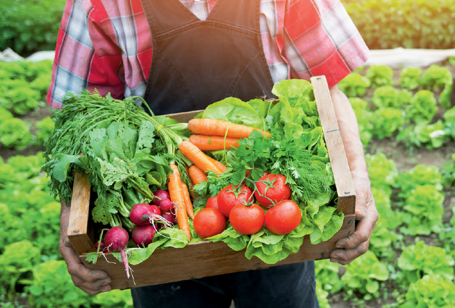 Bushel of fresh vegetables